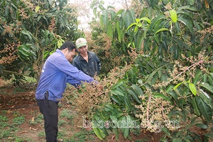 Yên Châu mở rộng diện tích cây ăn quả chất lượng cao