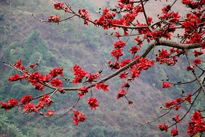Sông Mã mùa hoa đỏ