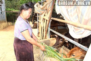 Thêm lực cho đồng bào sinh kế thoát nghèo 
