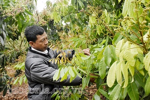 “Đảng viên đi trước, làng nước theo sau”