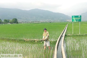 Sản xuất nông nghiệp theo chuỗi giá trị, khâu đột phá của huyện Phù Yên