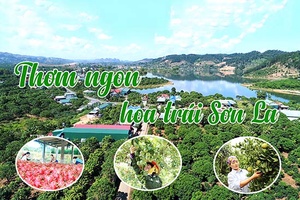 Thơm ngon hoa trái Sơn La