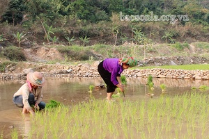 Nặm Păm dùi sỏi đá cấy lúa xuân