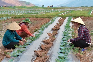 Trao thêm cơ hội giúp phụ nữ thoát nghèo