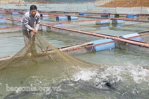 Hiệu quả nguồn vốn phát triển nông nghiệp, nông thôn và nông dân