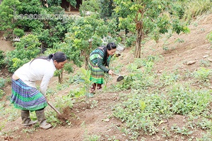 Púng Bánh vào vụ gieo trồng trên nương