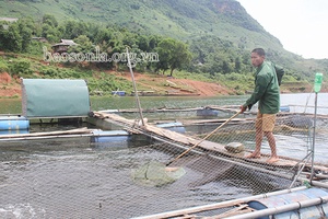 Tìm đầu ra cho sản phẩm cá lồng