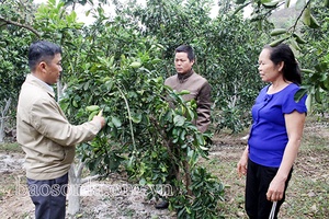 Đồng hành cùng nông dân phát triển kinh tế