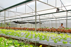 Phát huy vai trò nòng cốt trong phát triển kinh tế tập thể