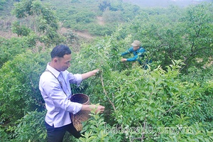 Liên kết nâng cao giá trị nông sản