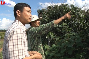 Hát Lót tập trung chăm bón cây ăn quả