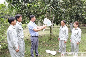 “Mặc áo” cho trái cây xuất ngoại