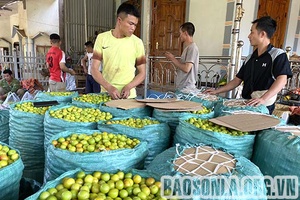 Tín hiệu vui cho bà con trồng mận tam hoa