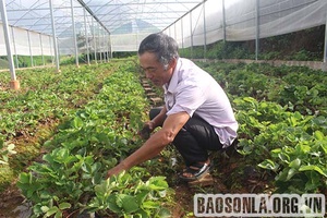 HTX dâu tây Hồi Dương ứng dụng khoa học kỹ thuật vào sản xuất