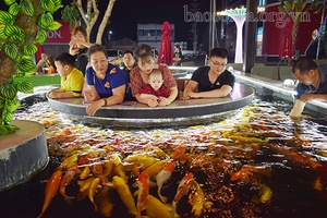 Thú chơi cá koi ở Sơn La