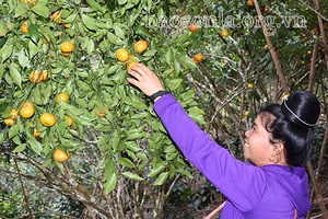 Quýt chum Nậm Lạnh