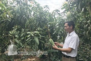 Nông dân Mai Sơn thi đua SXKD giỏi