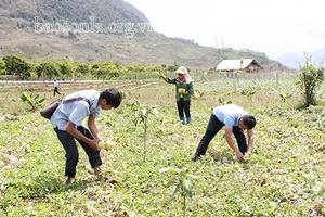 Ngọt thơm dưa Chiềng Ban