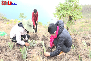 Quỳnh Nhai phát triển vùng nguyên liệu dứa