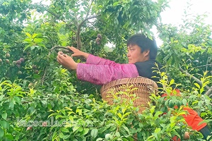 Trao “cần câu” cho lao động nông thôn