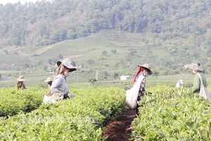 Cuộc sống mới dưới chân đèo Phạ Đin