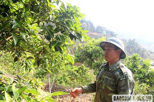 Chiềng Dong chuyển đổi cơ cấu cây trồng, vật nuôi