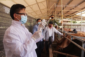Sông Mã tiếp nhận và triển khai tiêm 13.000 liều vắc-xin viêm da nổi cục trâu, bò