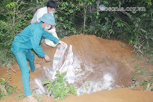 Tiêu hủy gia súc mắc bệnh viêm da nổi cục