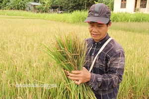 Tường Thượng mất mùa lúa xuân