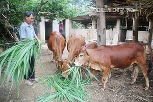 Hua Trai phát triển chăn nuôi đại gia súc