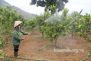 Phát huy vai trò gương mẫu của đảng viên