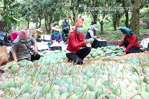 Tìm đầu ra cho nông sản