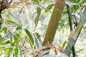 Xuất hiện châu chấu tre lưng vàng tại xã Tân Xuân