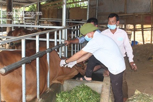 Xã hội hóa tiêm vắc xin phòng bệnh viêm da nổi cục trên trâu, bò