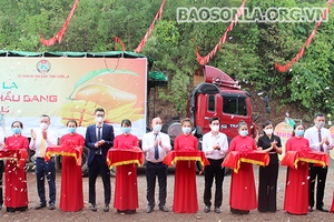 Sơn La bàn giao hơn 200 tấn xoài cho đơn vị chế biến, tiêu thụ, xuất khẩu và thương mại điện tử