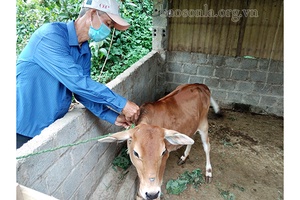 Quyết liệt ngăn chặn dịch, giảm thiệt hại cho người chăn nuôi