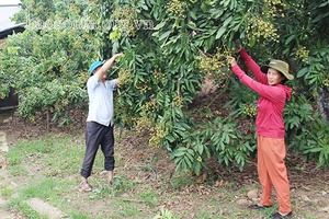 Thi đua là động lực để phát triển KT-XH