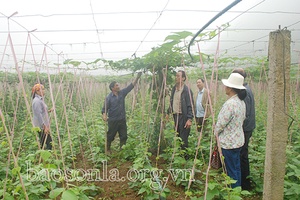 Phát huy vai trò tuổi cao gương sáng trong phát triển kinh tế, xã hội