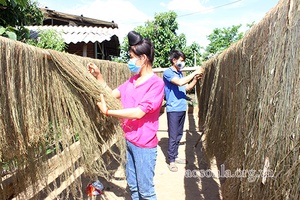 Cây gai xanh mở hướng đi mới cho nông dân