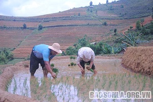 Gieo “hạt vàng” trên lưng chừng núi