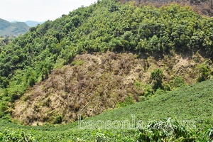 Ngăn chặn tình trạng lấn chiếm đất lâm nghiệp