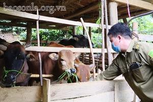 Bí thư chi bộ, trưởng bản gương mẫu