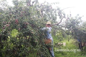 Hỗ trợ đẩy mạnh tiêu thụ mận hậu Phiêng Khoài