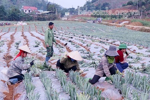 Ứng dụng công nghệ cao, phát triển nông nghiệp an toàn, bền vững