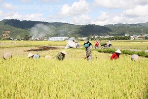 Muổi Nọi mùa gặt mới