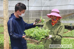 Mô hình kinh doanh khép kín “Giống - thu mua - siêu thị”