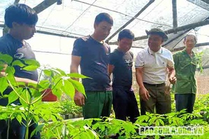 Cây “Quốc bảo” trên đỉnh Sam Ta