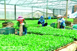 Sản xuất nông nghiệp thích ứng với biến đổi khí hậu