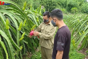 Chàng thanh niên tâm huyết với cây thanh long