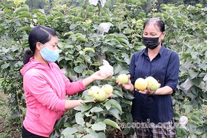 Nông dân Phiêng Khoài trồng lê Tai Nung